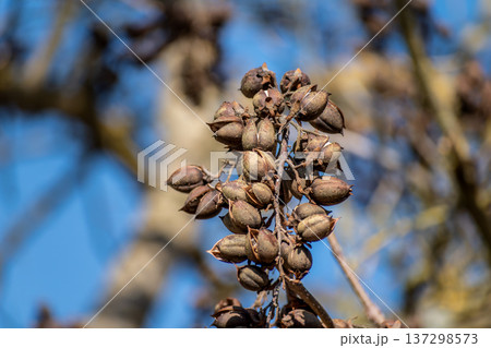 Paulownia tomentosa seeds late winter, also called empress tree or foxglove tree, fast growing and large leaf, paulowniaceae 137298573