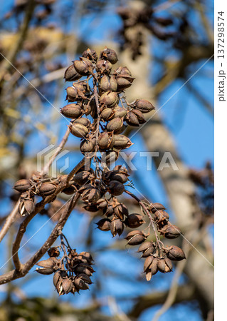 Paulownia tomentosa seeds late winter, also called empress tree or foxglove tree, fast growing and large leaf, paulowniaceae Paulownia tomentosa seeds late winter, also called empress tree or foxglove tree, fast growing and large leaf, paulowniaceae 137298574
