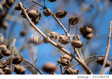 Paulownia tomentosa seeds late winter, also called empress tree or foxglove tree, fast growing and large leaf, paulowniaceae Paulownia tomentosa seeds late winter, also called empress tree or foxglove tree, fast growing and large leaf, paulowniaceae 137298578