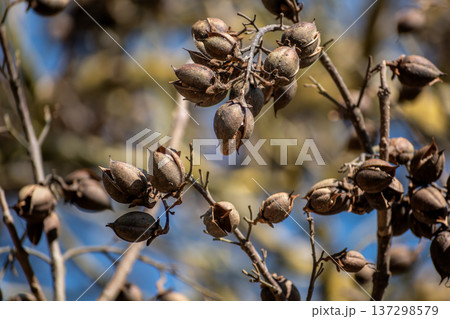 Paulownia tomentosa seeds late winter, also called empress tree or foxglove tree, fast growing and large leaf, paulowniaceae 137298579