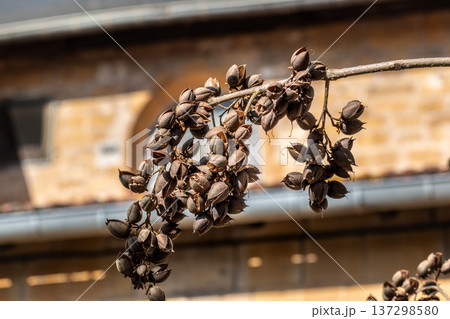 Paulownia tomentosa seeds late winter, also called empress tree or foxglove tree, fast growing and large leaf, paulowniaceae Paulownia tomentosa seeds late winter, also called empress tree or foxglove tree, fast growing and large leaf, paulowniaceae 137298580