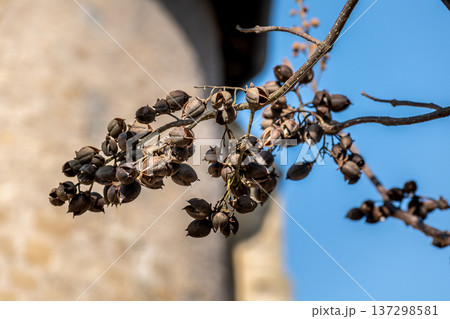Paulownia tomentosa seeds late winter, also called empress tree or foxglove tree, fast growing and large leaf, paulowniaceae Paulownia tomentosa seeds late winter, also called empress tree or foxglove tree, fast growing and large leaf, paulowniaceae 137298581