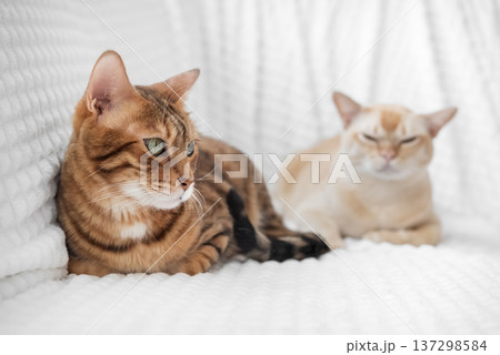 Bengal cat in focus with second cat blurred in background 137298584