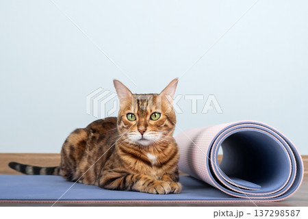 Bengal cat resting on yoga mat with fitness equipment Bengal cat resting on yoga mat with fitness equipment 137298587