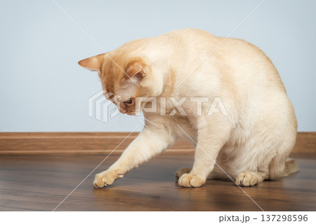 Burmese cat touching floor with paw while sitting Burmese cat touching floor with paw while sitting 137298596