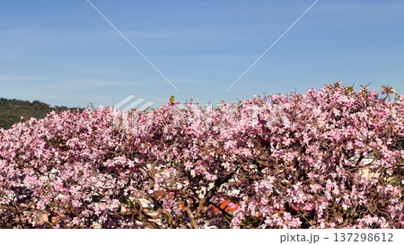 Two golden crowned parakeets (Eupsittula aurea) perched among pink blossoms of a silk floss tree (Ceiba speciosa) canopy in tropical vegetation. 137298612