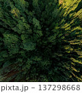 Dense forest canopy aerial top view texture 137298668