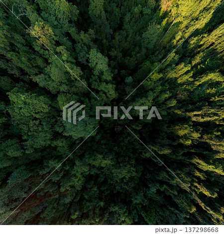 Dense forest canopy aerial top view texture Dense forest canopy aerial top view texture 137298668