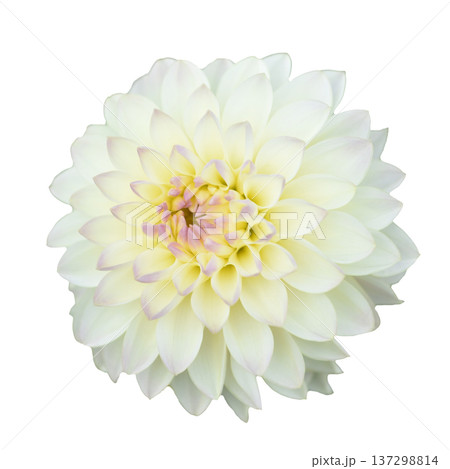 ダリア 花の切り抜き 合成用 ダリア 花の切り抜き 合成用 137298814