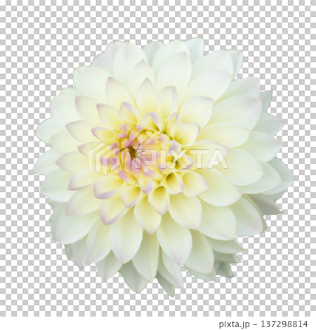 ダリア 花の切り抜き 合成用 ダリア 花の切り抜き 合成用 137298814