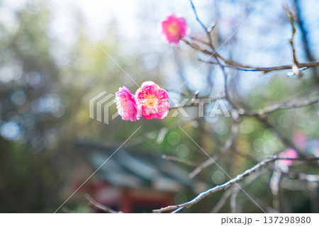 京都の美しい庭園 137298980