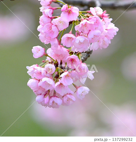 咲き始めた　優しいピンク色の河津さくら 137299232