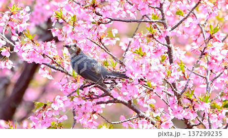 満開の河津さくらとヒヨドリ 137299235