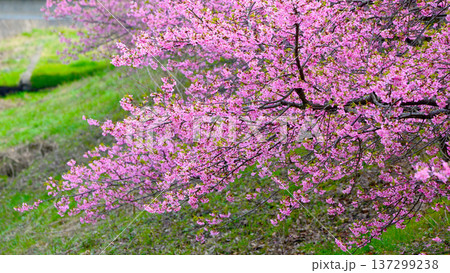 ピンク色が綺麗な満開の河津桜 ピンク色が綺麗な満開の河津桜 137299238