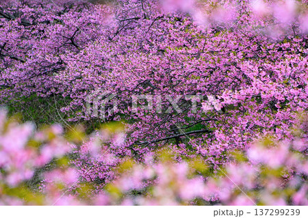 ピンク色が綺麗な満開の河津桜 ピンク色が綺麗な満開の河津桜 137299239