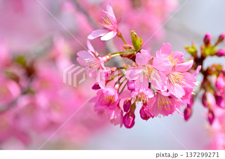 ピンクの花びらが綺麗な河津桜 137299271