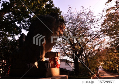 夕日に照らされた神社の狛犬 137299311