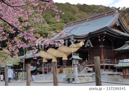 福岡県福津市の宮地嶽神社の夫婦桜 福岡県福津市の宮地嶽神社の夫婦桜 137299341