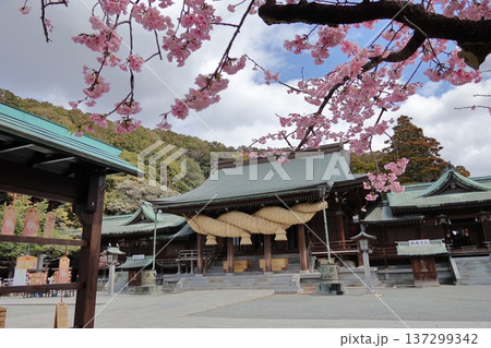 福岡県福津市の宮地嶽神社の夫婦桜 福岡県福津市の宮地嶽神社の夫婦桜 137299342