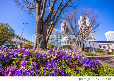 日本の横浜都市景観3月4日。エアキャビンの桜木町駅やヒューリックみなとみらいなどを望む 137299356