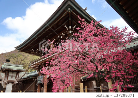 福岡県福津市の宮地嶽神社 福岡県福津市の宮地嶽神社 137299371