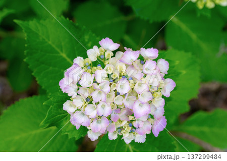 あじさい 137299484