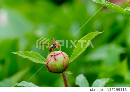 芍薬の蕾に止まるアシナガバチ 137299518