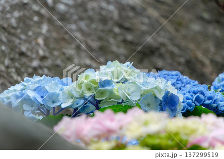 石垣を背景に咲く青と水色のアジサイ 137299519