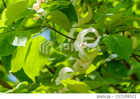 新緑の木漏れ日に透けるヤマボウシの白い花 137299521