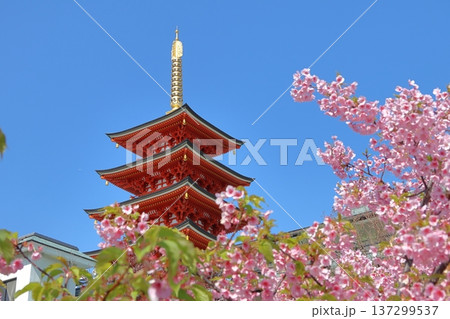 福岡市中央区「大圓寺の五重塔と河津桜」 福岡市中央区「大圓寺の五重塔と河津桜」 137299537