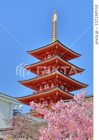 福岡市中央区「大圓寺の五重塔と河津桜」 137299538