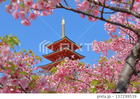 福岡市中央区「大圓寺の五重塔と河津桜」 137299539