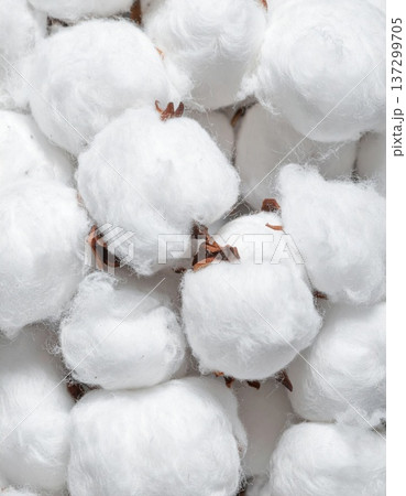 Close Up White Cotton Bolls Showing Soft Fibers and Natural Plant Material 137299705