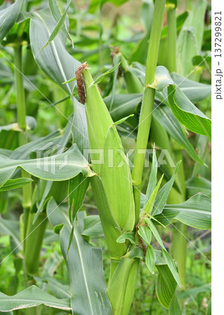 実ったトウモロコシ 137299821