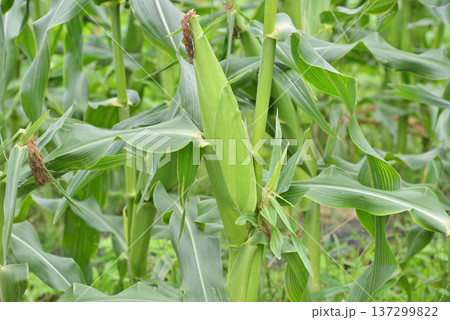 実ったトウモロコシ 実ったトウモロコシ 137299822