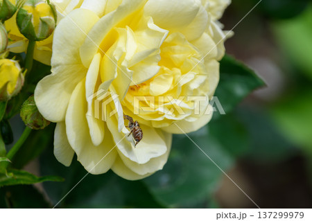 黄色のバラの花びらの中に潜むクモ 137299979