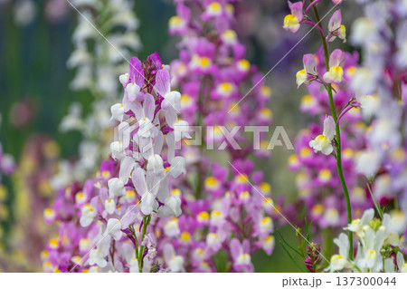 リナリアが色鮮やかに咲き誇る春の庭園 137300044