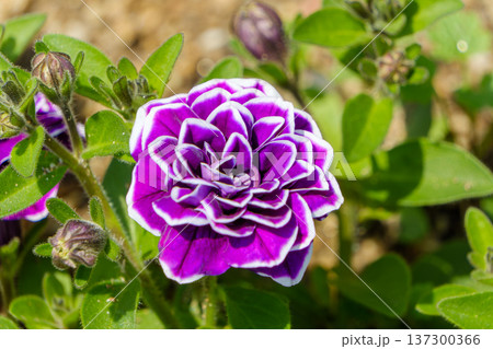 八重咲きペチュニアの紫と白のコントラスト 137300366