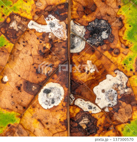 Abstract Close Up of a Decaying Autumn Leaf Showing Veins Textures and Mold 137300570