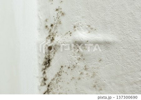 Black mold and mildew growing on white wall corner. 137300690