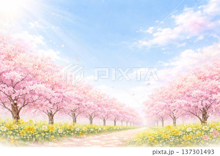 春の花シリーズ:桜並木と広がる空の爽やかな風景素材 春の花シリーズ:桜並木と広がる空の爽やかな風景素材 137301493