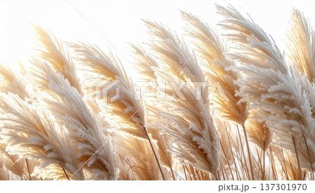 Close Up of Creamy White Pampas Grass Against a Bright White Background in Direct Sunlight 137301970