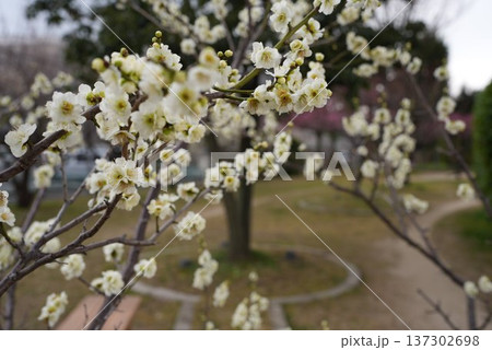 白い梅の花 白い梅の花 137302698