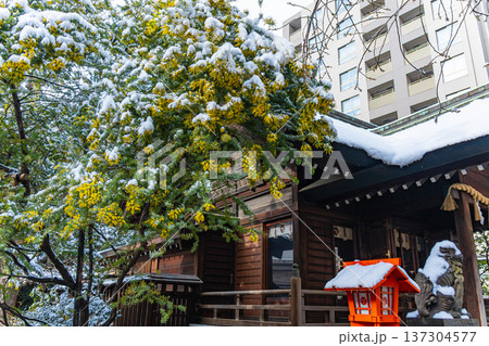 浅草　春の蔵前神社のミモザと雪 137304577