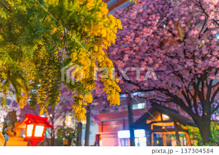 浅草　春の蔵前神社のミモザと河津桜の夜景 137304584