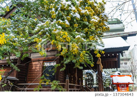 浅草　春の蔵前神社のミモザと雪 137304643