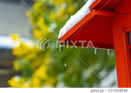 浅草 春の蔵前神社のミモザと雪 灯篭と滴る水滴 浅草 春の蔵前神社のミモザと雪 灯篭と滴る水滴 137304646