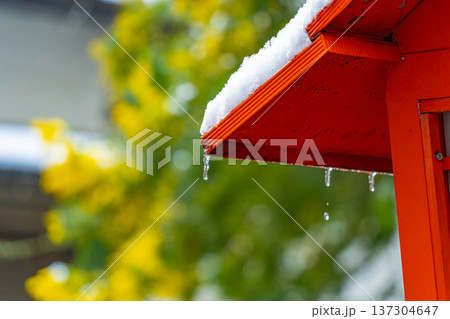 浅草　春の蔵前神社のミモザと雪　灯篭と滴る水滴 137304647