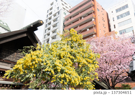 浅草 春の蔵前神社のミモザと河津桜 浅草 春の蔵前神社のミモザと河津桜 137304651