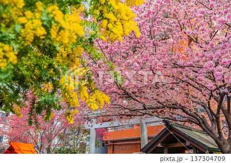 浅草 春の蔵前神社のミモザと河津桜 浅草 春の蔵前神社のミモザと河津桜 137304709
